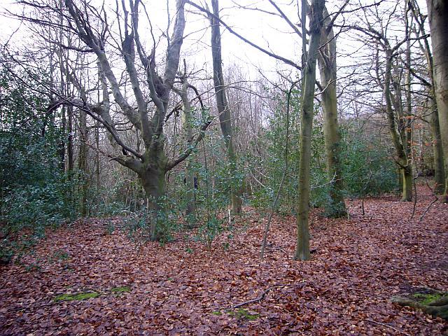 Glory Wood - 02/01/2013 (1)